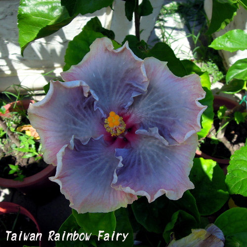 Taiwan Rainbow Fairy